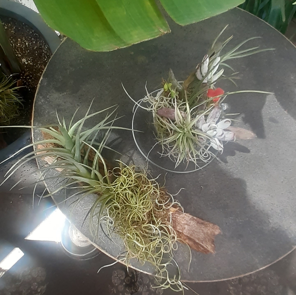 $26/ 2 AIR PLANT Thilandsia boho Home garden decor - Picture 4 of 11